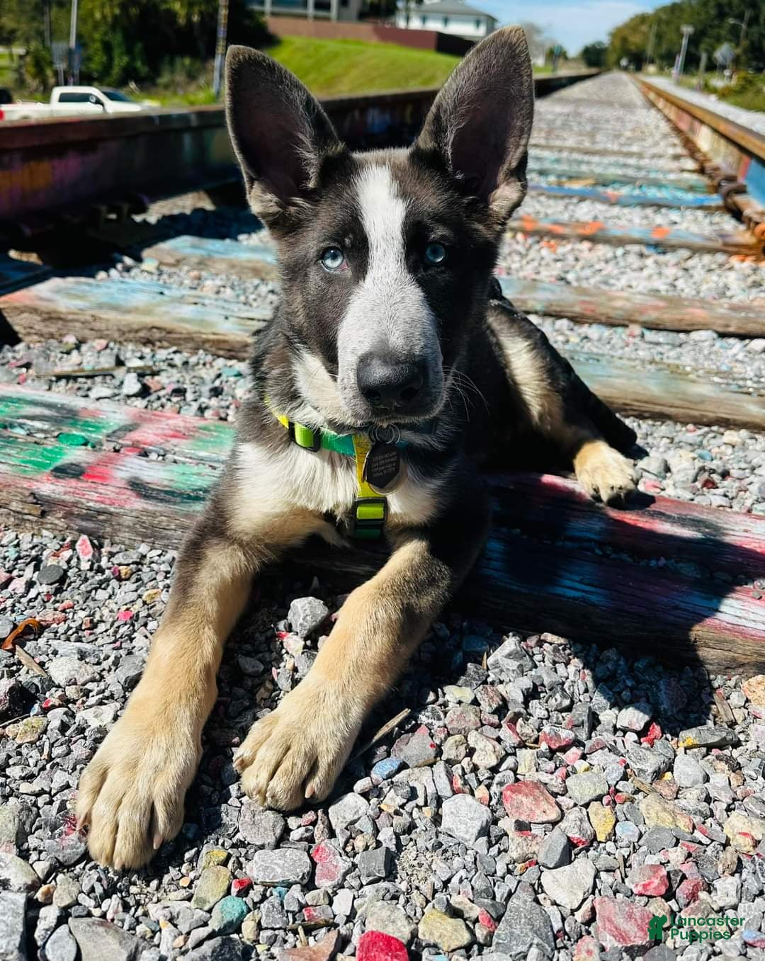 German Shepherd dogs German Shepherd puppies due Oct 2026 - Ad 23