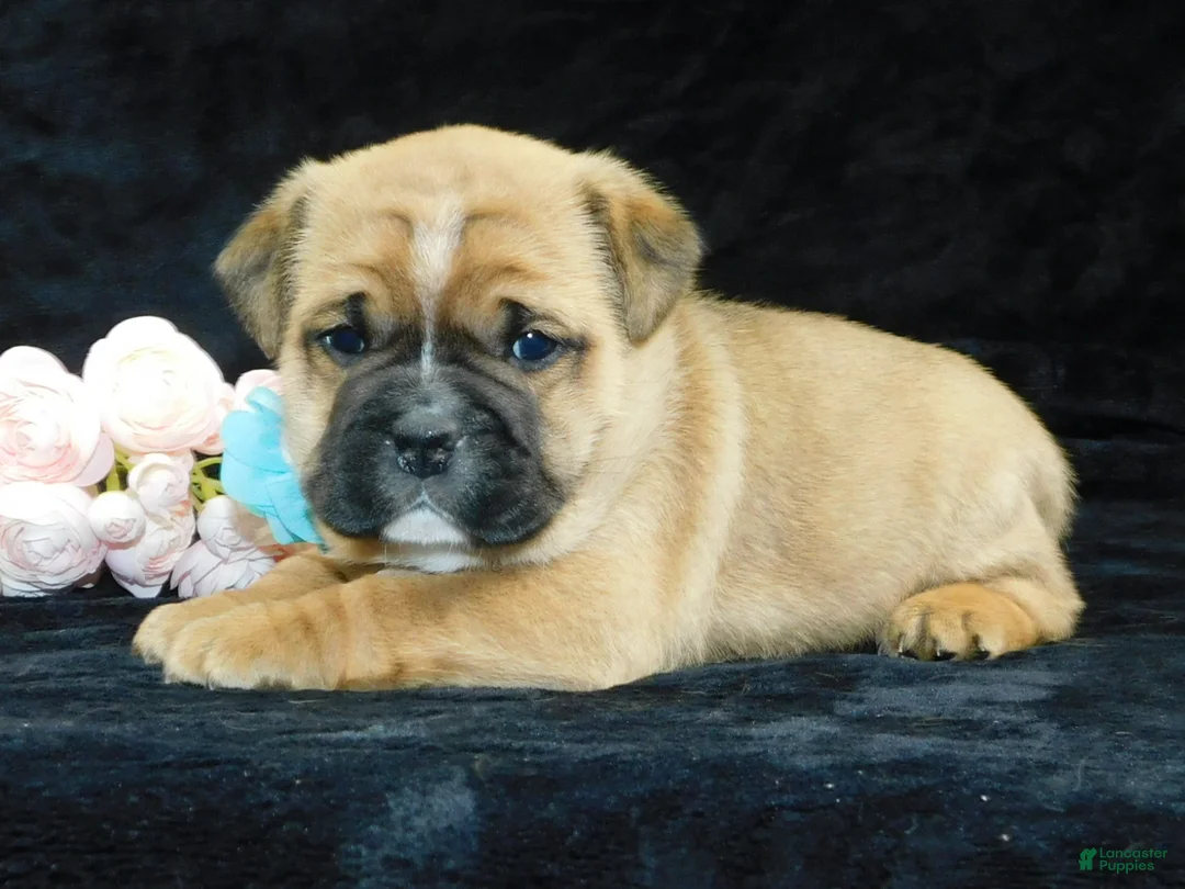 Mixed Breed dogs for sale: Rowdy - Ad 2