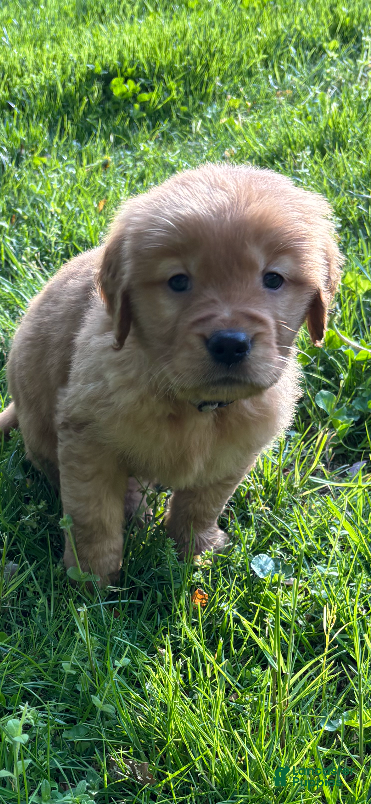 Golden Retriever dogs Golden Retriever Puppy 4 - Ad 1