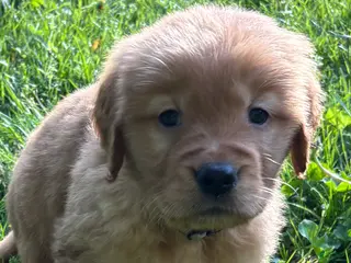 Golden Retriever dogs for sale: Golden Retriever Puppy 4 - Ad 1