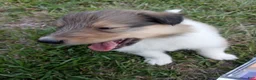 Collie dogs for sale: Sable Female, Green collar - Ad 2