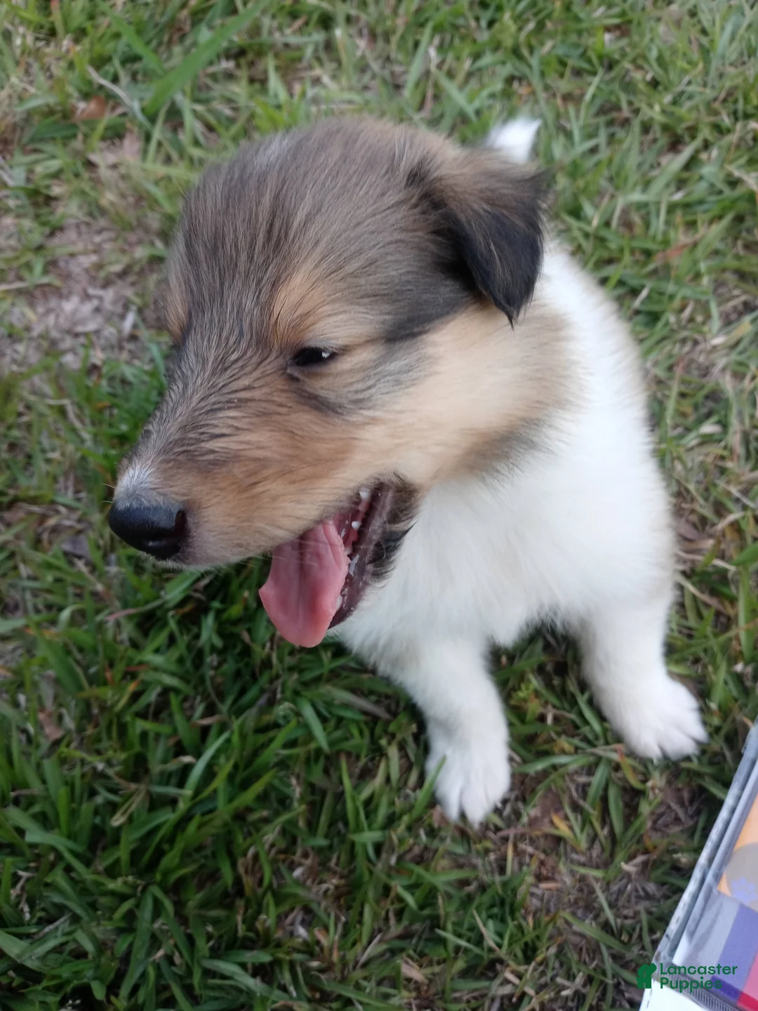 Collie dogs for sale: Sable Female, Green collar - Ad 2
