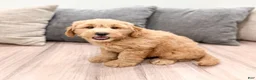 Mini Goldendoodle dogs for sale: Diesel - Ad 3