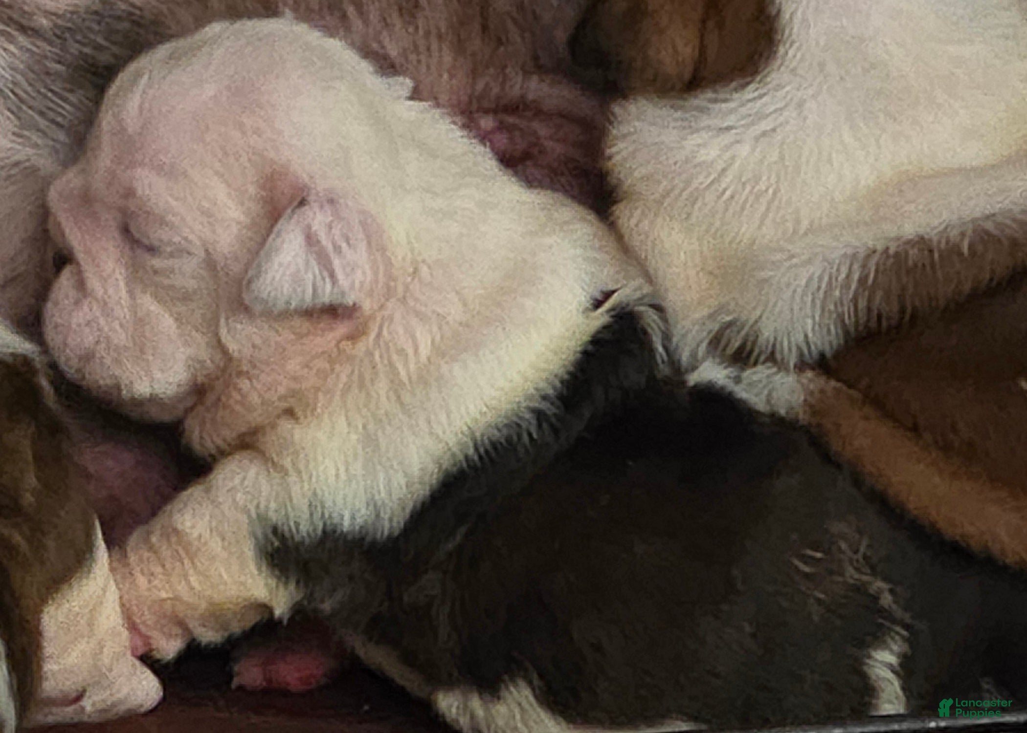 English Bulldog dogs Rynlee  - Ad 4