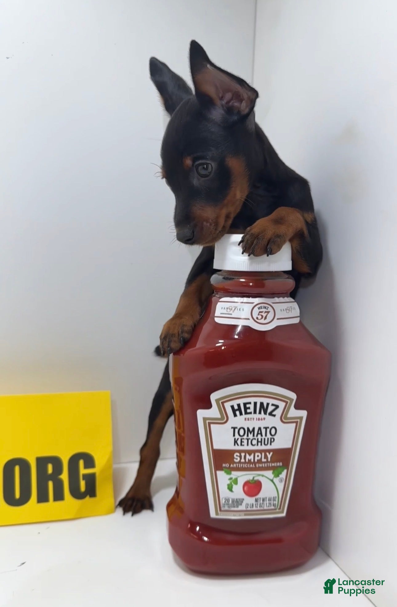 Miniature Pinscher dogs Draco - Ad 1