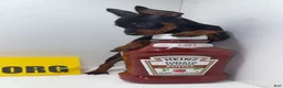 Miniature Pinscher dogs for sale: Draco - Ad 1