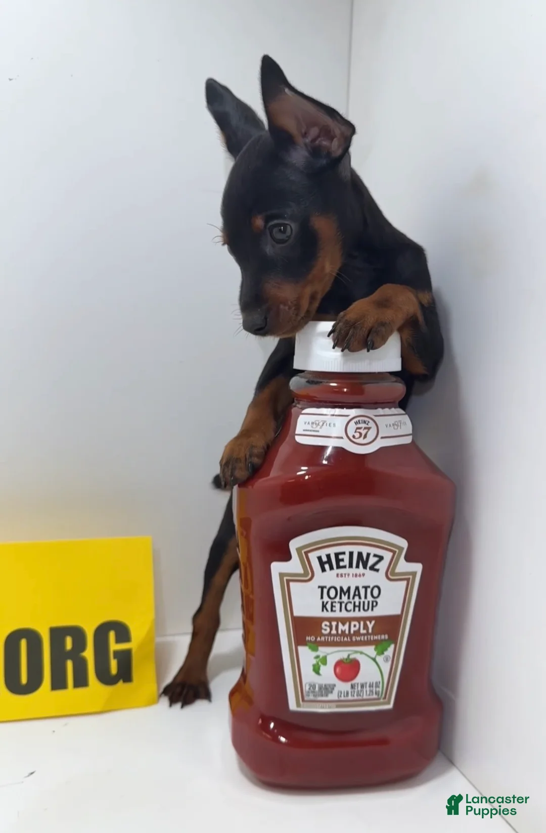 Miniature Pinscher dogs for sale: Draco - Ad 1