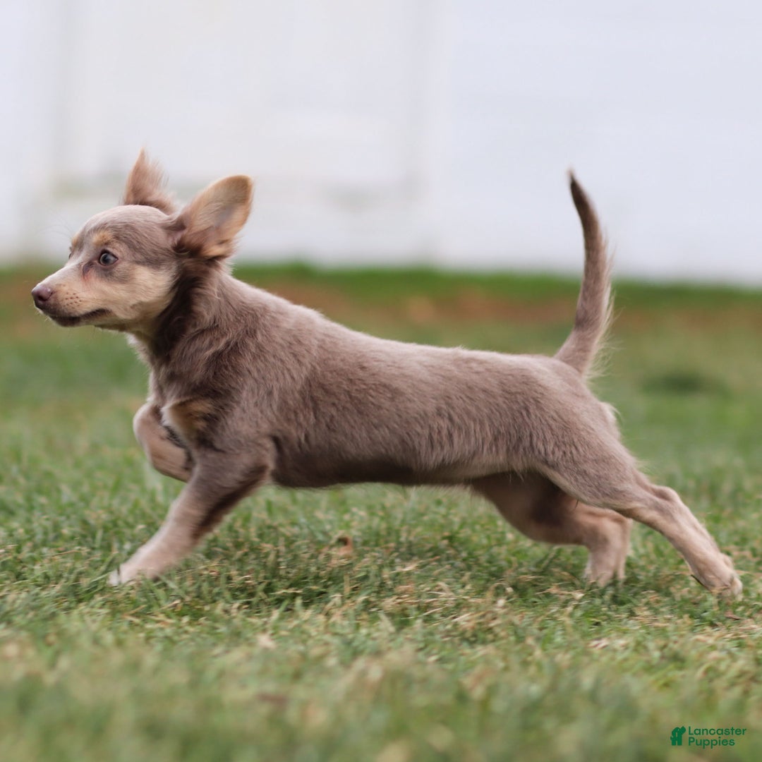 Chihuahua dogs for sale: Pamela - Ad 9
