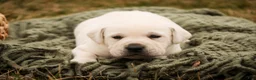 Labrador Retriever dogs for sale: Shadow - Ad 5
