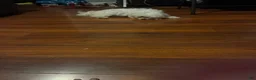 Maltese dogs for sale: Maltese 1 - Ad 4