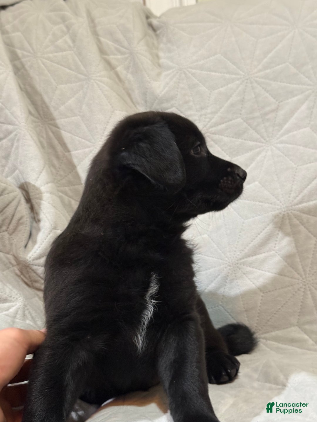 Mixed Breed dogs for sale: Mixed Breed Puppy 5 - Ad 3