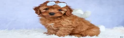 Cavapoo dogs for sale: TYSON - Ad 15