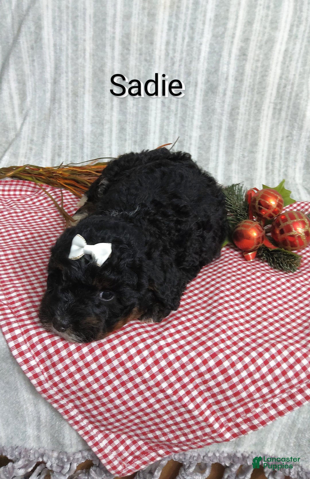 Mini Bernedoodle dogs for sale:  Sadie  - Ad 6