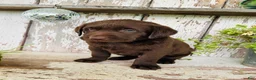 Labrador Retriever dogs for sale: Tom - Ad 5