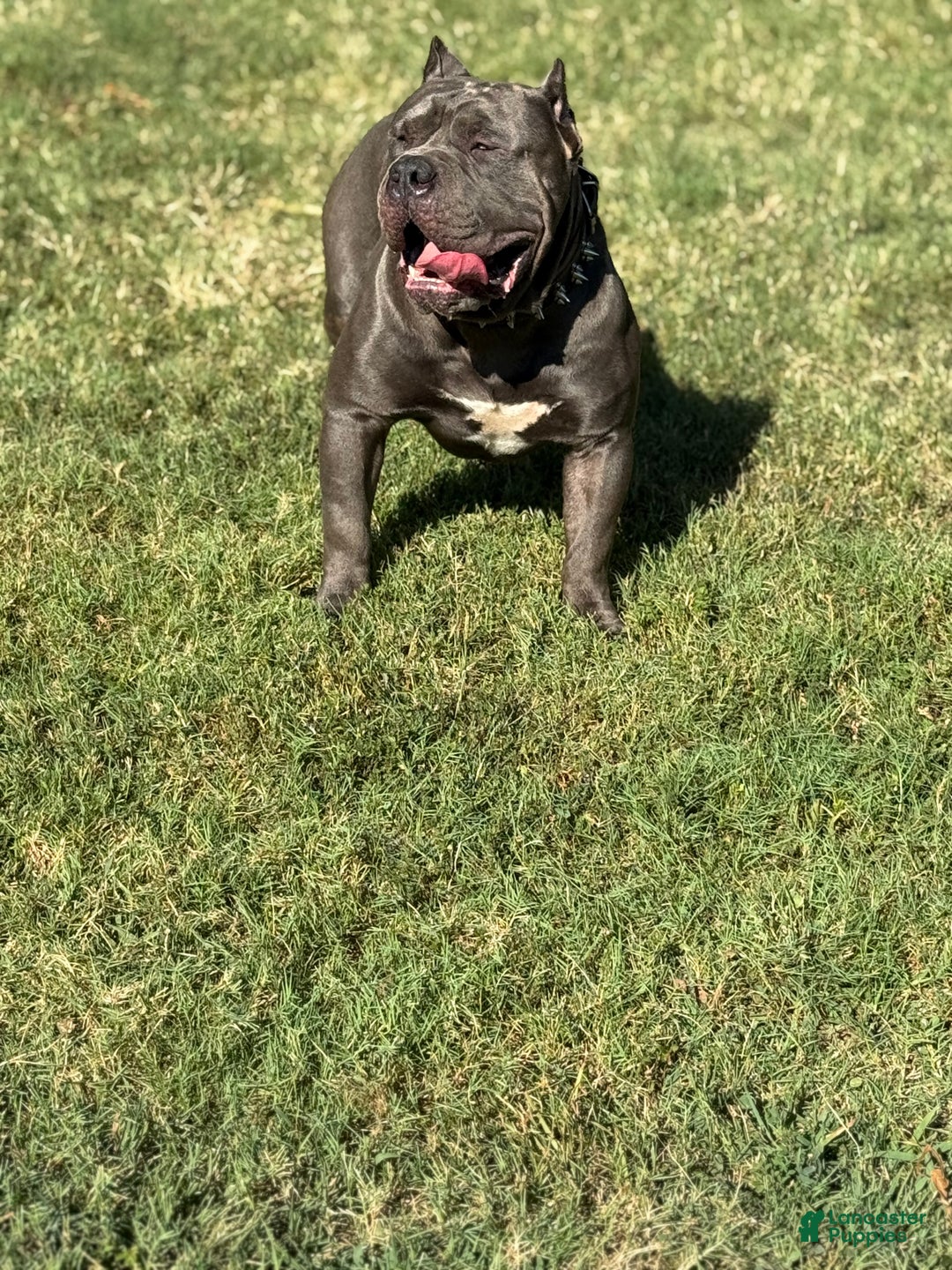 American Bully dogs for stud: American Bully (STUD) - Ad 9