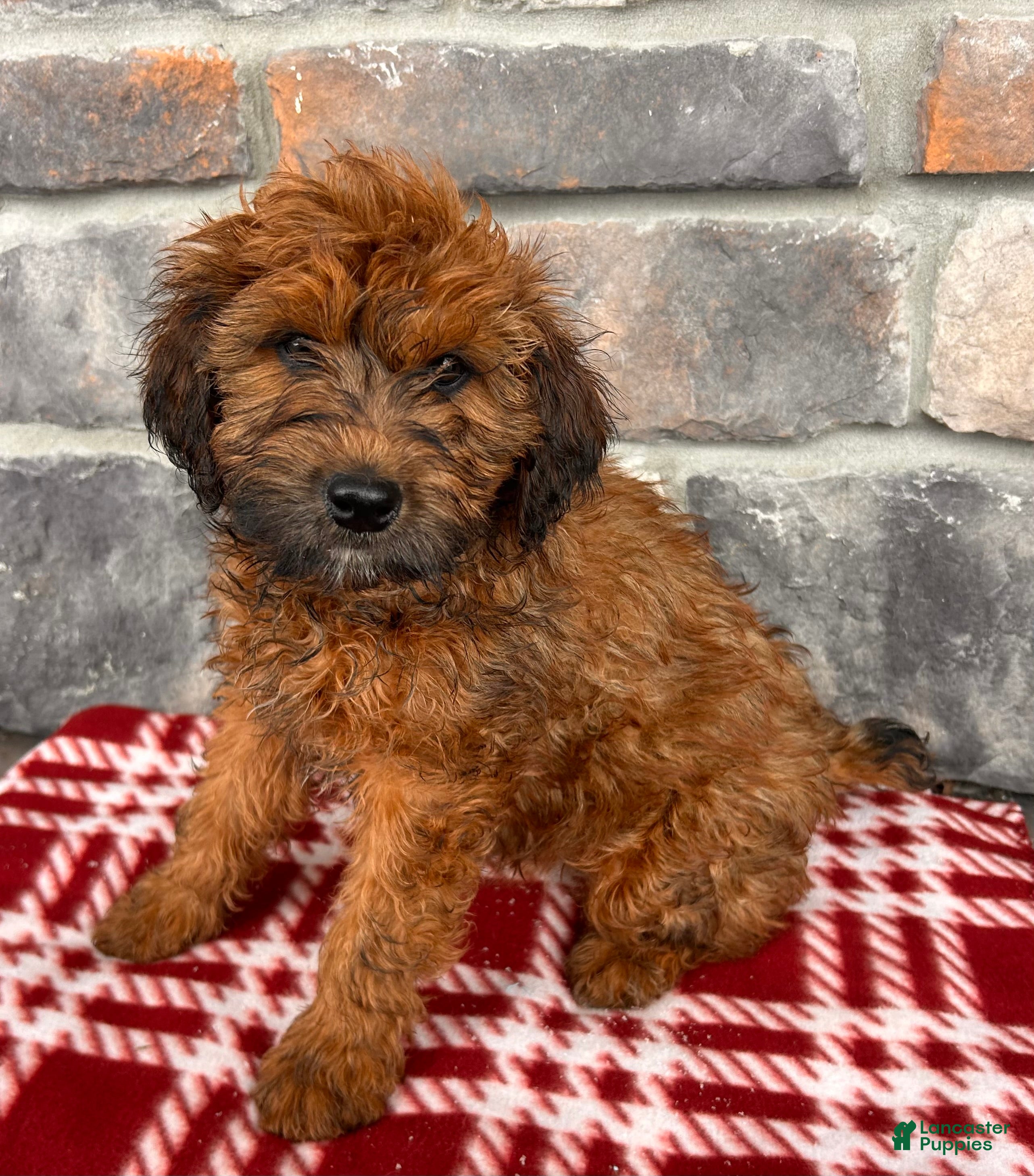 Whoodle dogs Emmy - Ad 2