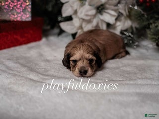 Miniature Dachshund dogs Shaded Cream Dachshund Male - Ad 8