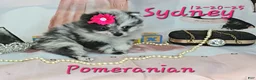 Pomeranian dogs for sale: Sydney Pomeranian Puppy 1 - Ad 2