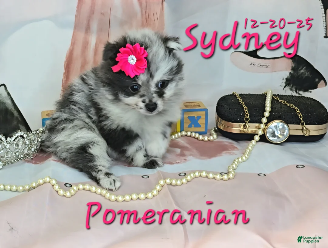 Pomeranian dogs for sale: Sydney Pomeranian Puppy 1 - Ad 2