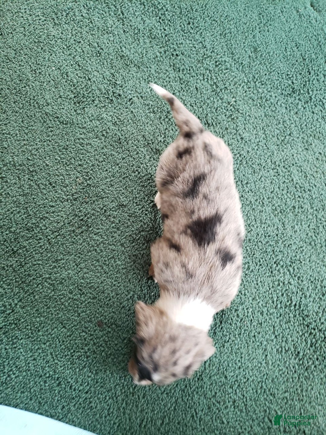 Miniature Dachshund dogs for sale: Winston  - Ad 3