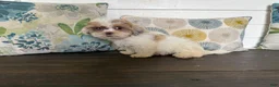 Shihpoo dogs for sale: Cinderella  - Ad 5