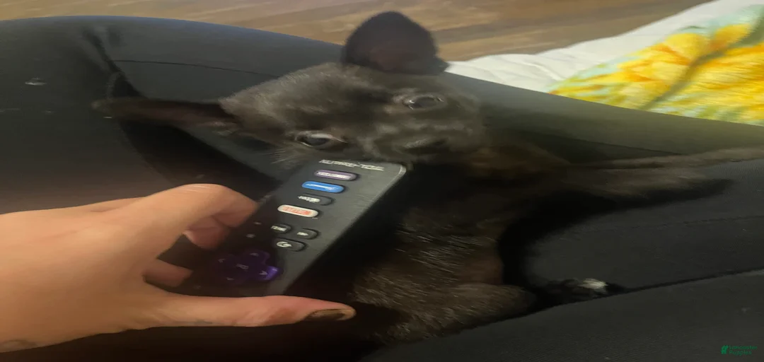 Gallery Image {{count}}