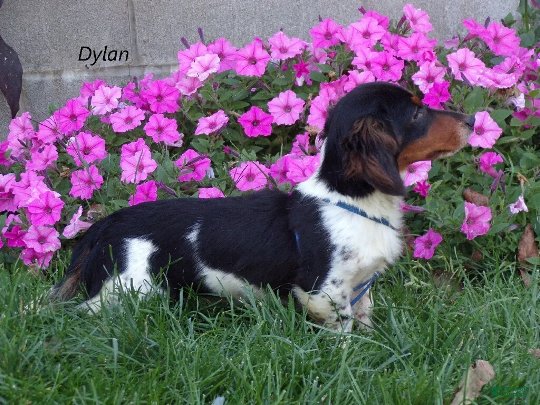 Miniature Dachshund dogs for sale: Casper - Ad 14