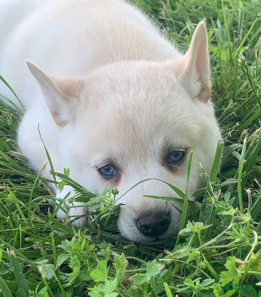 Alaskan Klee Kai dogs for sale: Handsome Boy Liam - Ad 4