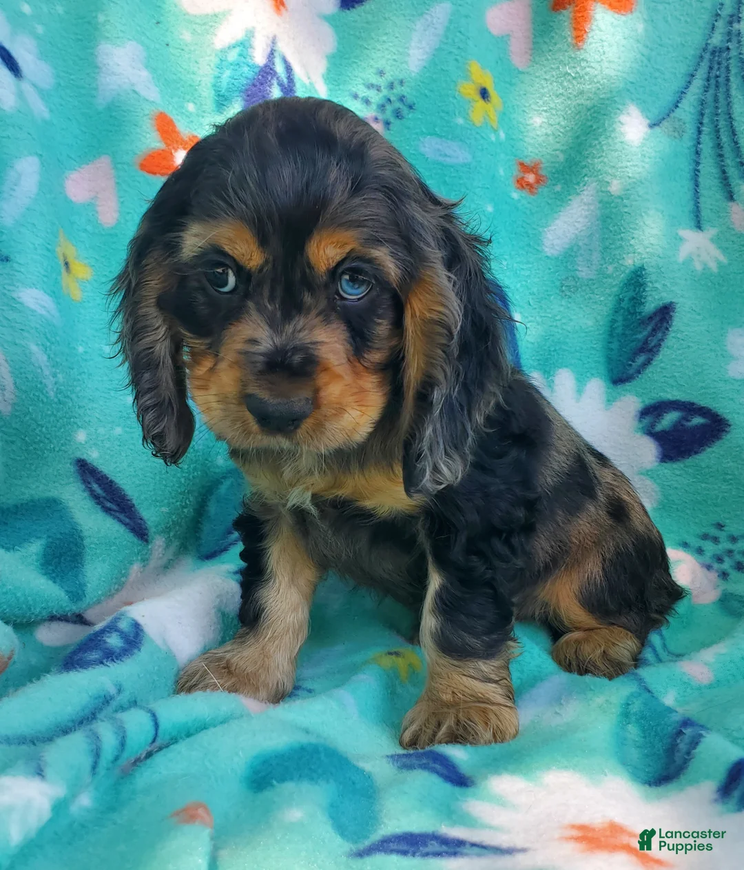 Cocker Spaniel dogs for sale: Arlo - Ad 5