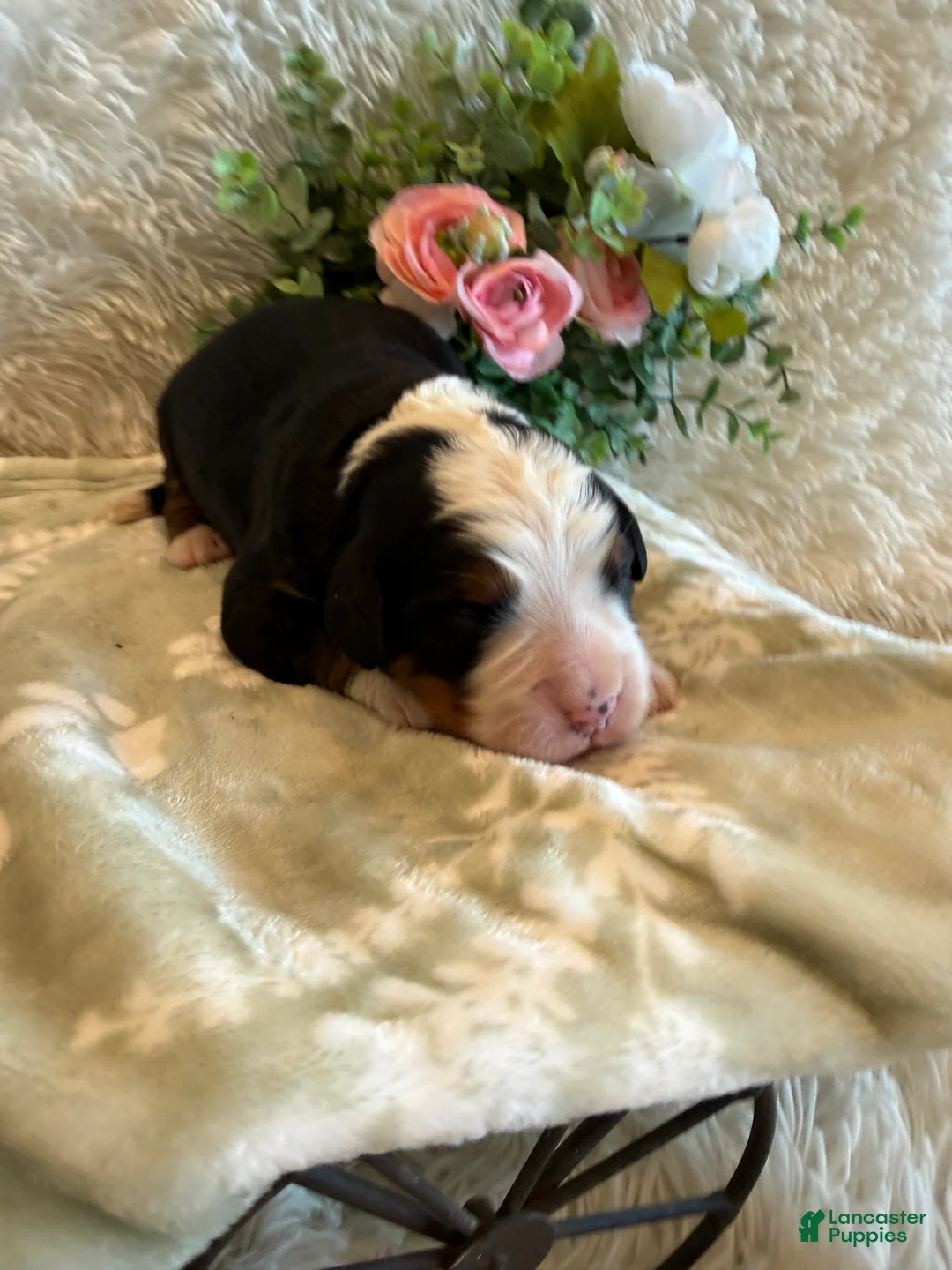 Bernese Mountain Dog dogs for sale: Dean - Ad 1