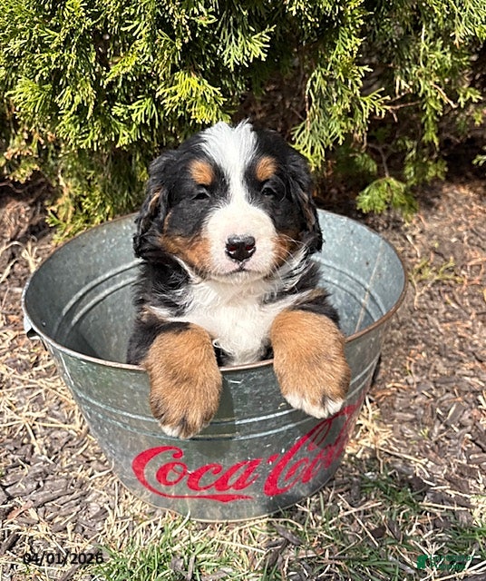 Bernese Mountain Dog dogs Milo - Ad 2