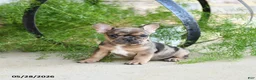 French Bulldog dogs for sale: Sprinkles - Ad 1