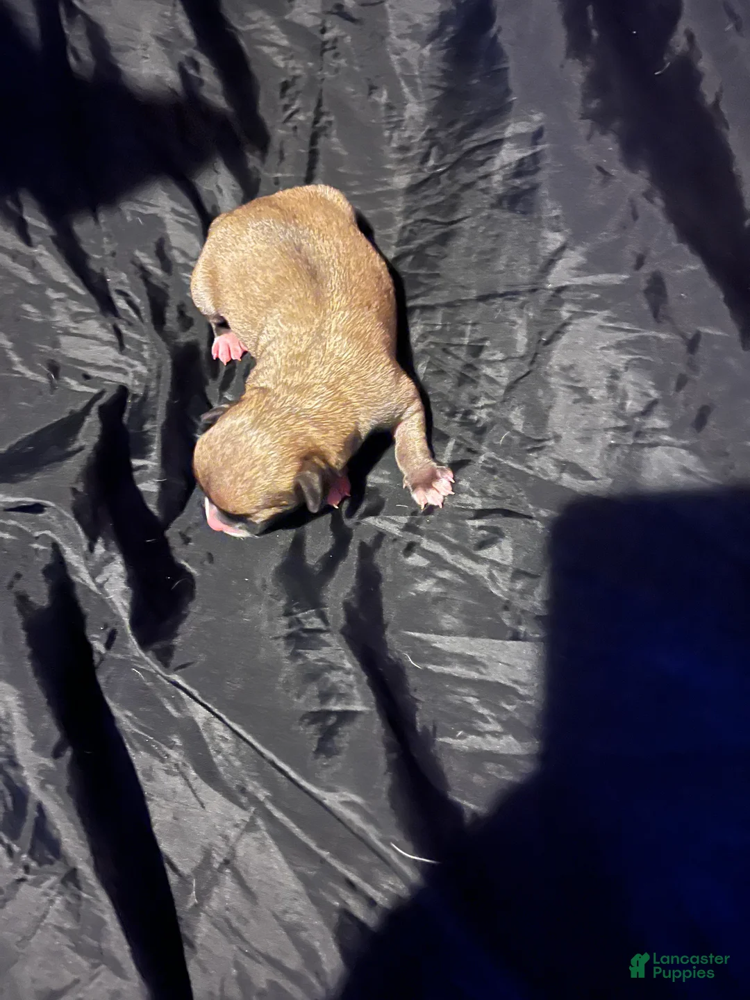 Chihuahua dogs for sale:  2 - Ad 2