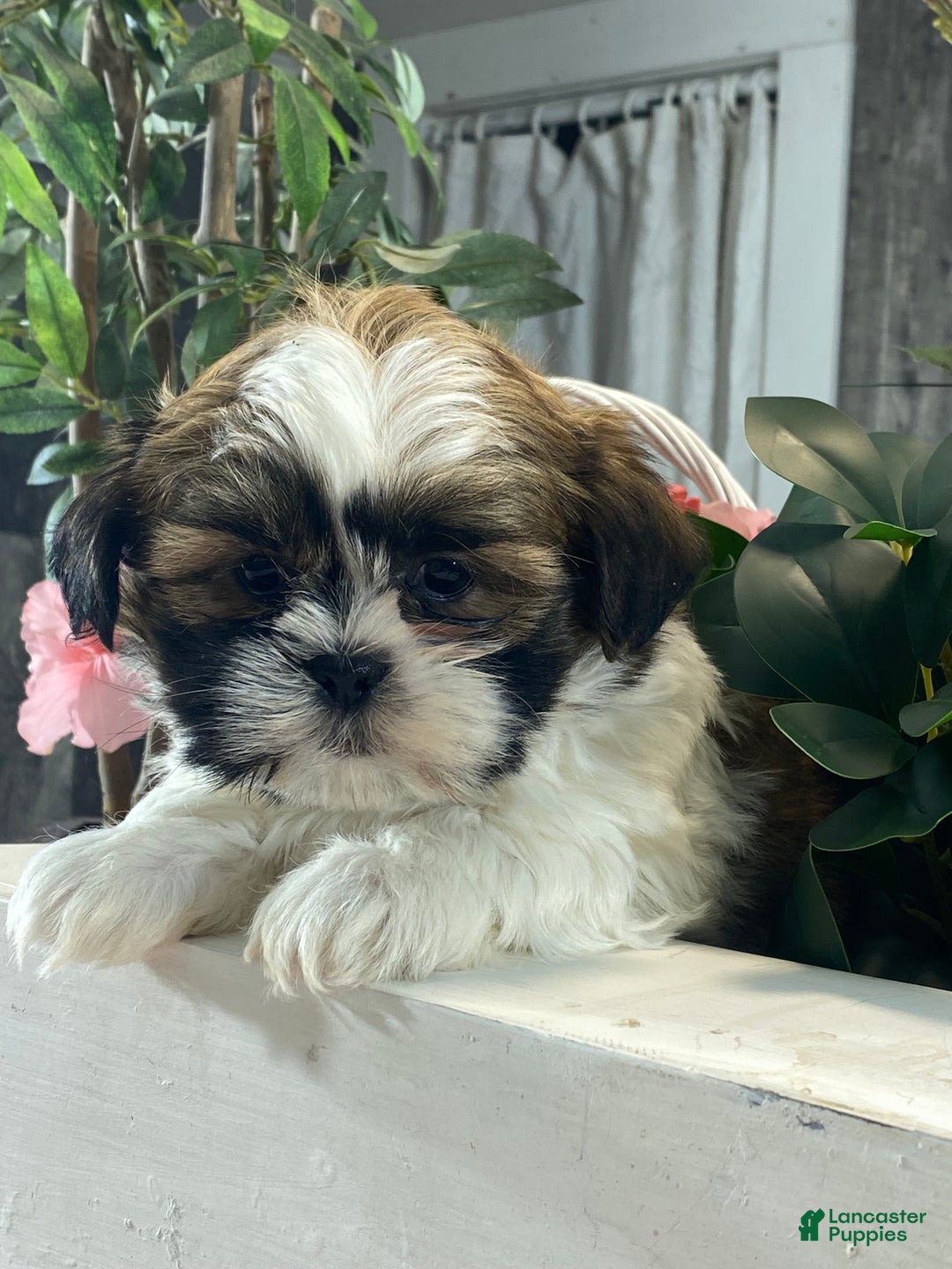 Mixed Breed dogs for sale: Oliver  - Ad 1