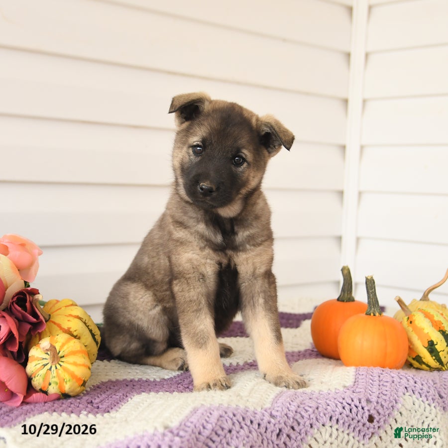 Mixed Breed dogs for sale: Alfie - Ad 1