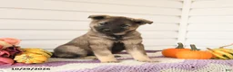 Mixed Breed dogs for sale: Alfie - Ad 1