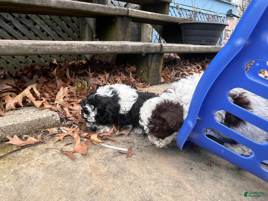Miniature Poodle dogs for sale: Maxie - Ad 14
