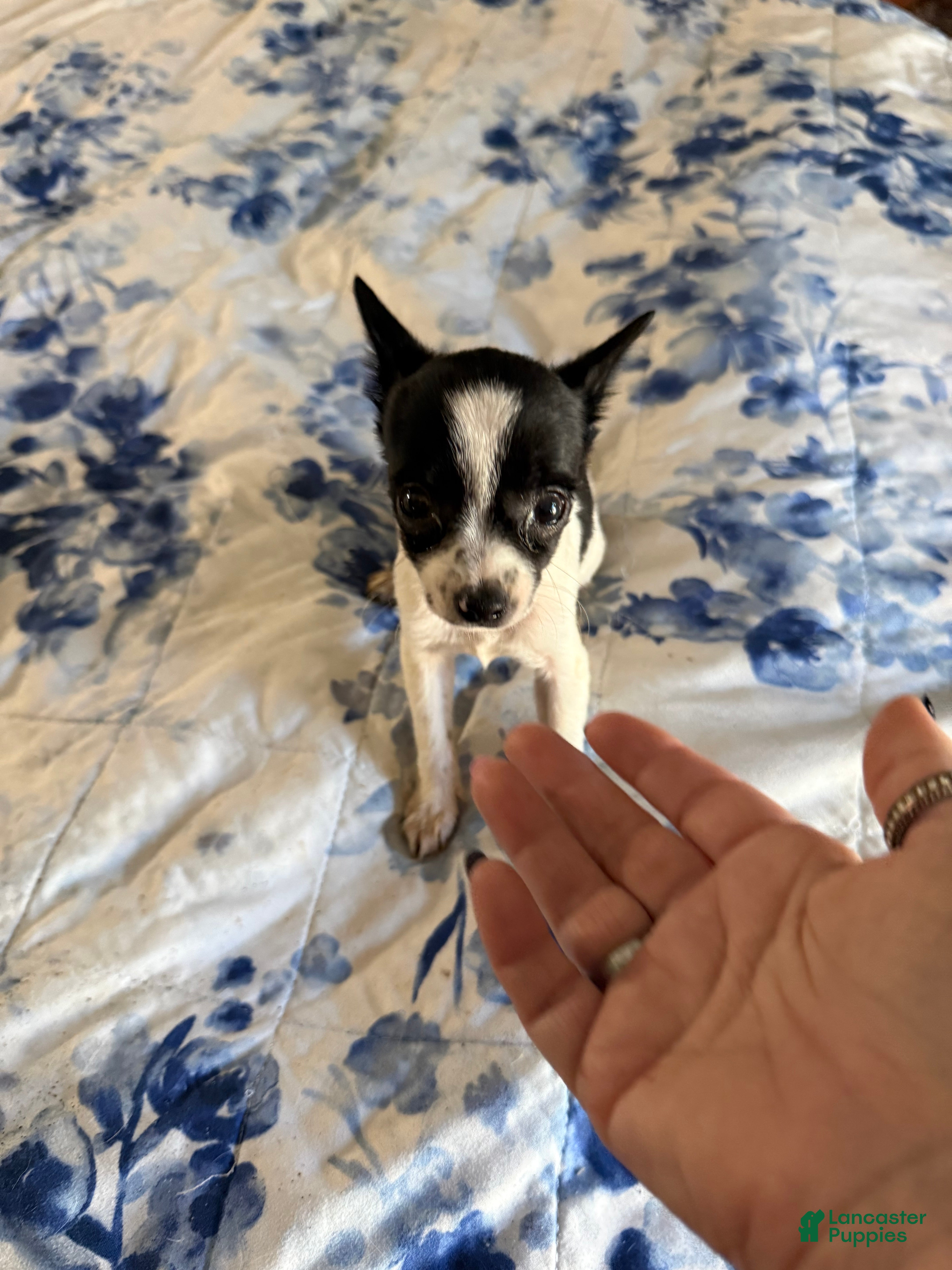 Chihuahua dogs Super Tiny Oreo  - Ad 1