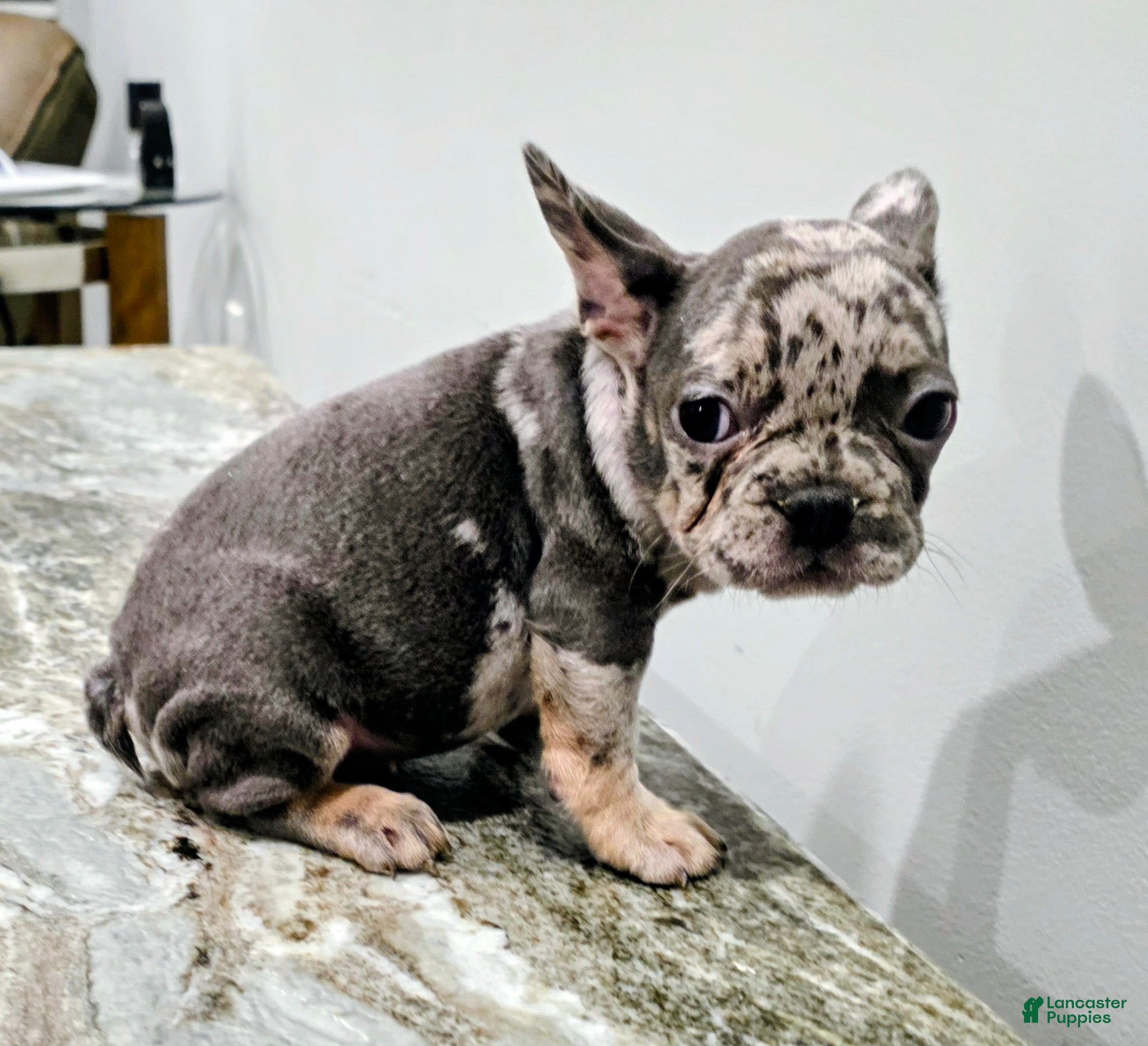 French Bulldog dogs Sarah - Ad 2