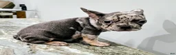 French Bulldog dogs for sale: Sarah - Ad 2