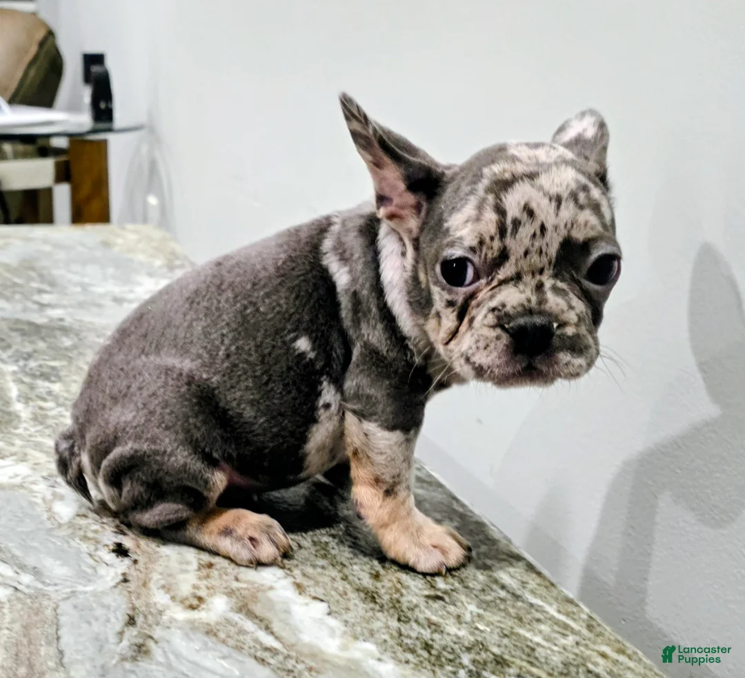 French Bulldog dogs for sale: Sarah - Ad 2