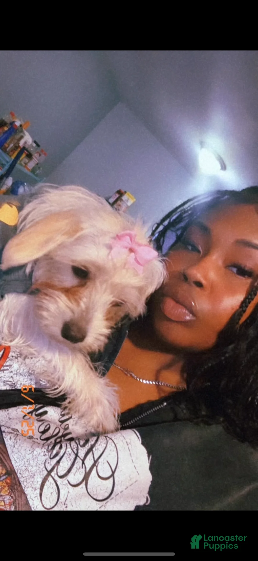 Mixed Breed dogs for sale: Mixed Breed Puppy 2 - Ad 2