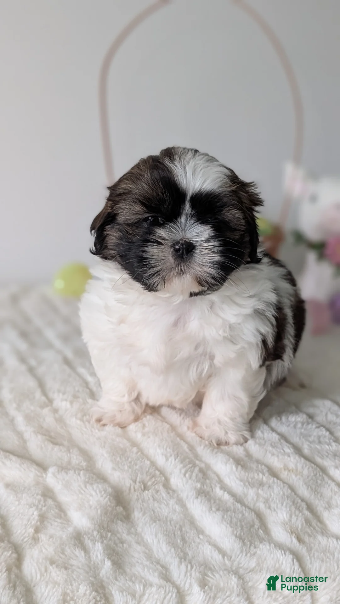 Shih Tzu dogs for sale: Ezi  - Ad 2