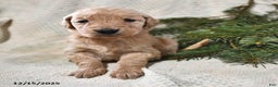 Goldendoodle dogs for sale: Heidi - Ad 2