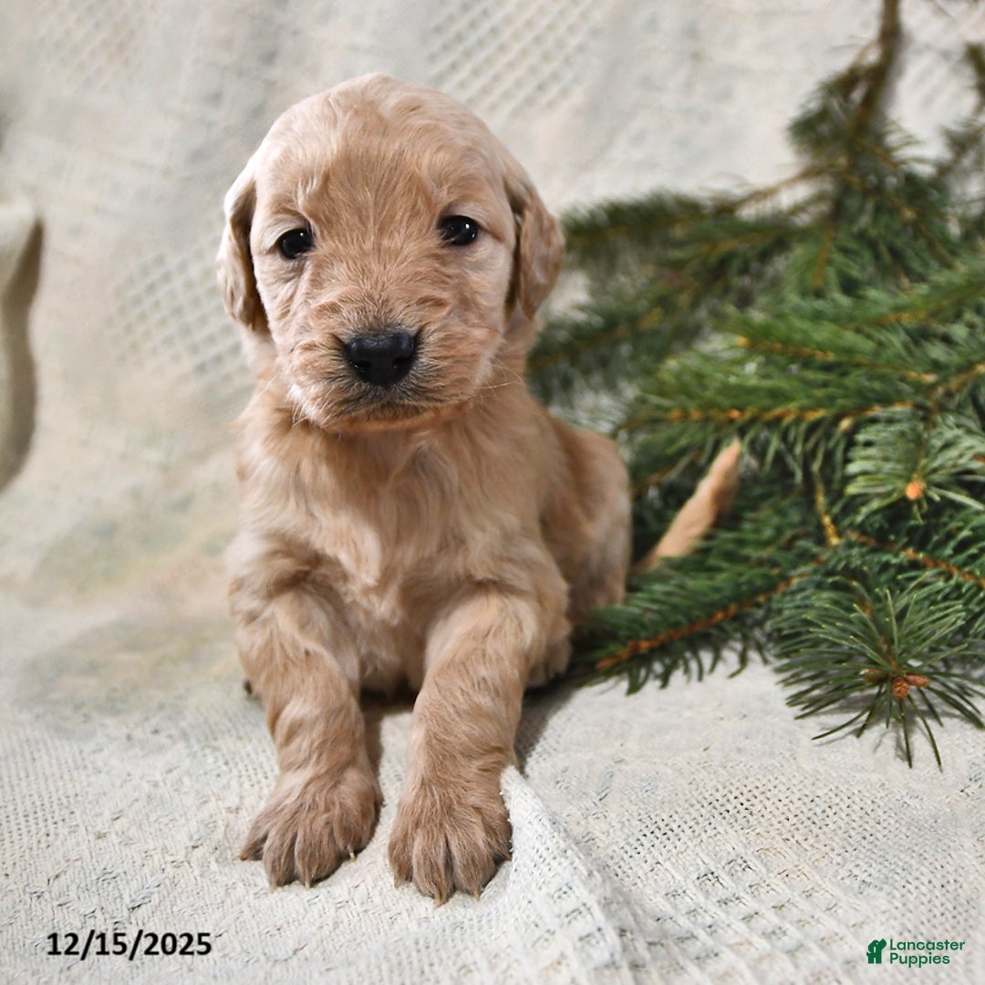 Goldendoodle dogs for sale: Heidi - Ad 2