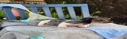 Miniature Dachshund dogs for sale: Titan - Ad 11