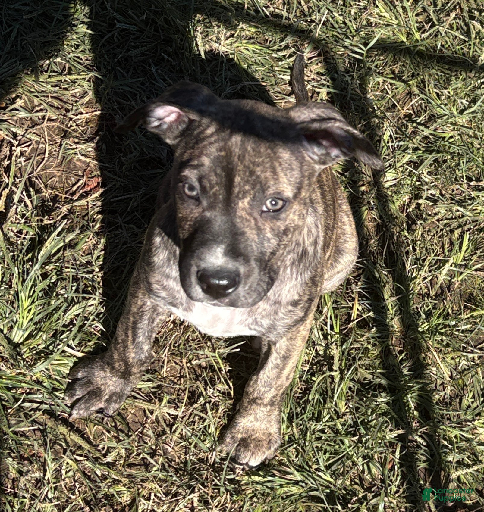 Mixed Breed dogs for sale: Khya  - Ad 1