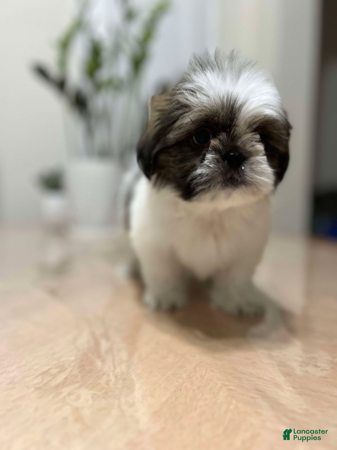 Shih Tzu dogs for sale: love - Ad 4