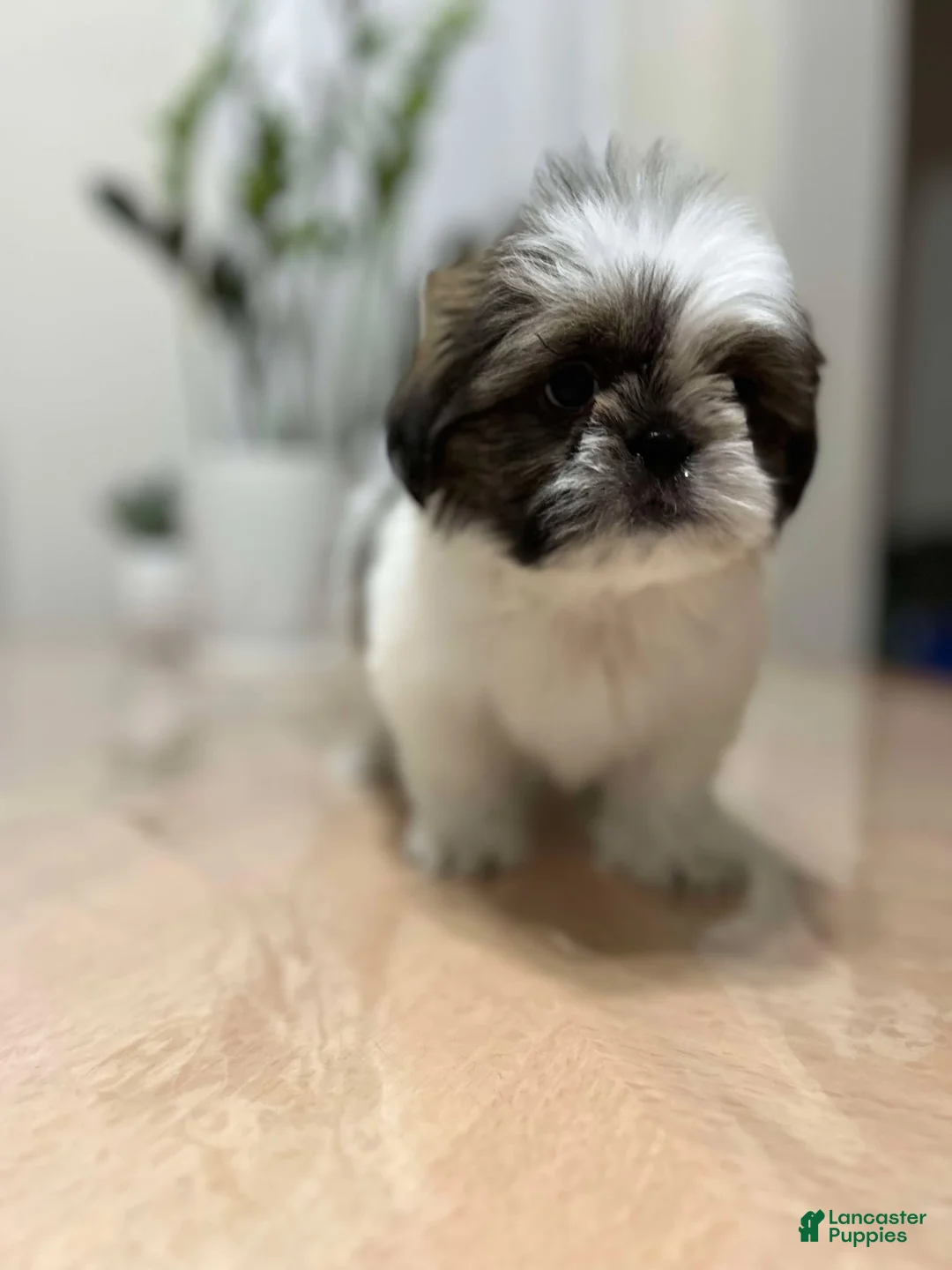 Shih Tzu dogs for sale: love - Ad 4