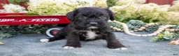 Schnoodle dogs for sale: Hannah - Ad 3